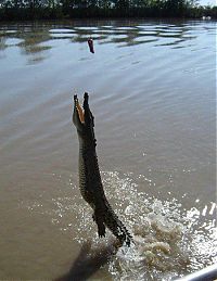 Fauna & Flora: crocodiles feeding