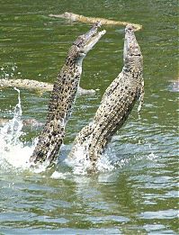 Fauna & Flora: crocodiles feeding