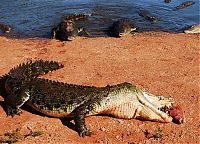 Fauna & Flora: crocodiles feeding