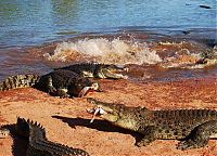 Fauna & Flora: crocodiles feeding