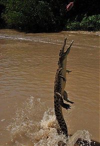 Fauna & Flora: crocodiles feeding