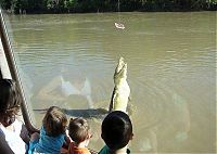 Fauna & Flora: crocodiles feeding