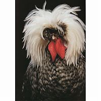 Fauna & Flora: Unusual rooster