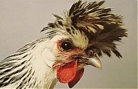 Fauna & Flora: Unusual rooster
