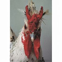 Fauna & Flora: Unusual rooster