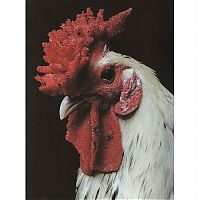 Fauna & Flora: Unusual rooster