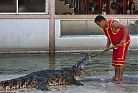 Fauna & Flora: Crocodile show, Million Years Stone Park, Pattaya, Thailand