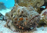 TopRq.com search results: Synanceia, Stone Fish, one of the most toxic and ugliest sea animals