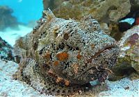 TopRq.com search results: Synanceia, Stone Fish, one of the most toxic and ugliest sea animals