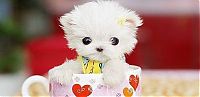 Fauna & Flora: cute puppy dog