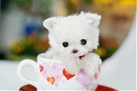 Fauna & Flora: cute puppy dog