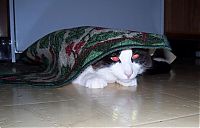 Fauna & Flora: hiding cat