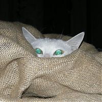 Fauna & Flora: hiding cat