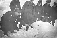 TopRq.com search results: feeding a polar bear