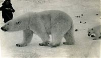 Fauna & Flora: feeding a polar bear