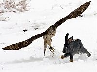 Fauna & Flora: Hunting rabbits with golden eagles, Kazakhstan