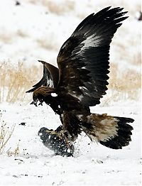 TopRq.com search results: Hunting rabbits with golden eagles, Kazakhstan