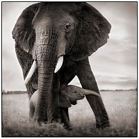 Fauna & Flora: Black and white animal photography by Nick Brandt