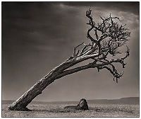 Fauna & Flora: Black and white animal photography by Nick Brandt