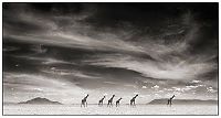 TopRq.com search results: Black and white animal photography by Nick Brandt