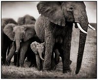 Fauna & Flora: Black and white animal photography by Nick Brandt