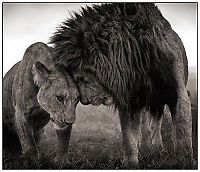 Fauna & Flora: Black and white animal photography by Nick Brandt