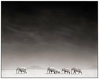 TopRq.com search results: Black and white animal photography by Nick Brandt