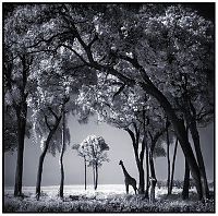 Fauna & Flora: Black and white animal photography by Nick Brandt