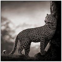 Fauna & Flora: Black and white animal photography by Nick Brandt