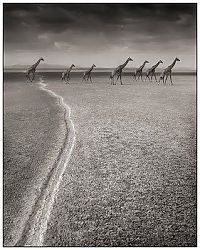 TopRq.com search results: Black and white animal photography by Nick Brandt