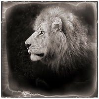 TopRq.com search results: Black and white animal photography by Nick Brandt