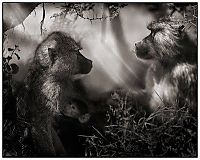 TopRq.com search results: Black and white animal photography by Nick Brandt