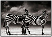 TopRq.com search results: Black and white animal photography by Nick Brandt