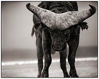 Fauna & Flora: Black and white animal photography by Nick Brandt