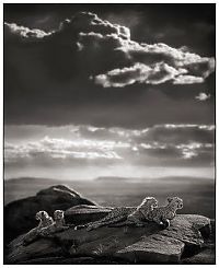 Fauna & Flora: Black and white animal photography by Nick Brandt