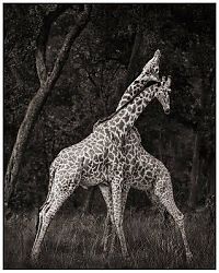 Fauna & Flora: Black and white animal photography by Nick Brandt