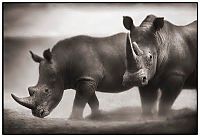 Fauna & Flora: Black and white animal photography by Nick Brandt