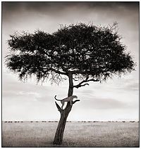 TopRq.com search results: Black and white animal photography by Nick Brandt