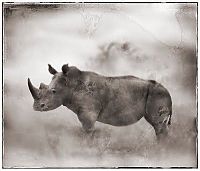 TopRq.com search results: Black and white animal photography by Nick Brandt