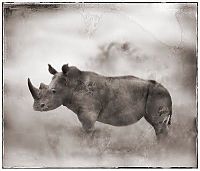 Fauna & Flora: Black and white animal photography by Nick Brandt