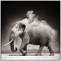 Fauna & Flora: Black and white animal photography by Nick Brandt