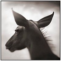 TopRq.com search results: Black and white animal photography by Nick Brandt