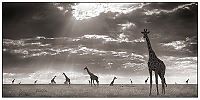 Fauna & Flora: Black and white animal photography by Nick Brandt