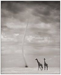 TopRq.com search results: Black and white animal photography by Nick Brandt