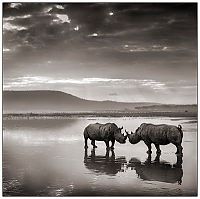 Fauna & Flora: Black and white animal photography by Nick Brandt