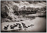 Fauna & Flora: Black and white animal photography by Nick Brandt