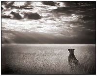 Fauna & Flora: Black and white animal photography by Nick Brandt