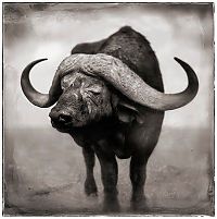 Fauna & Flora: Black and white animal photography by Nick Brandt