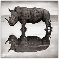 TopRq.com search results: Black and white animal photography by Nick Brandt