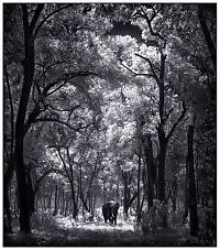 Fauna & Flora: Black and white animal photography by Nick Brandt